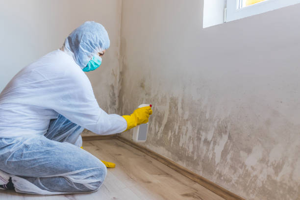 Licensed Black Mold Removal service in Grand Prairie, TX - WQB Mold Removal