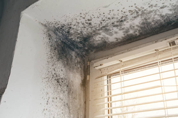Affordable Black Mold Removal solutions in Grand Prairie, TX